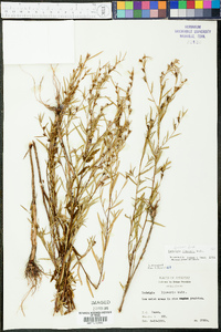 Ludwigia linearis image