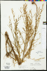 Ludwigia linearis image