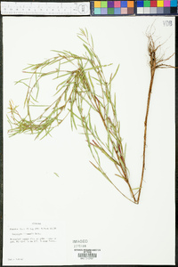 Ludwigia linearis image