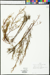 Ludwigia linearis image