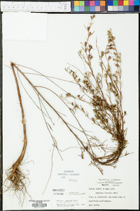 Ludwigia linearis image