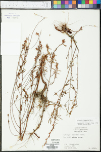 Ludwigia linearis image