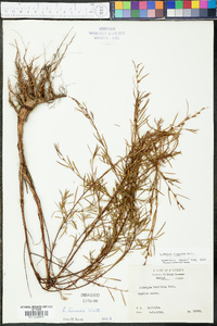 Ludwigia linearis image