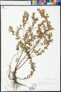 Ludwigia pilosa image