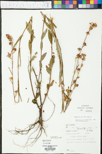 Ludwigia maritima image