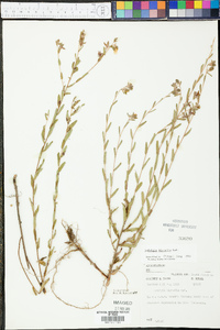 Ludwigia hirtella image