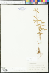 Oenothera fruticosa var. fruticosa image