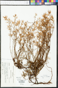 Polygonella polygama image