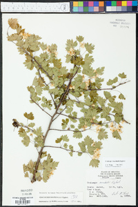 Crataegus marshallii image