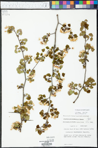 Crataegus marshallii image