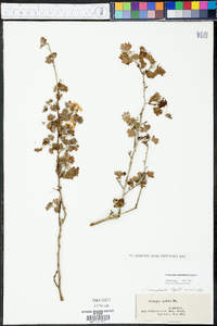 Crataegus marshallii image