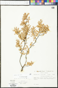 Crataegus lacrimata image