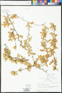 Crataegus lacrimata image