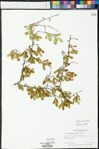 Crataegus spathulata image