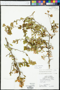 Crataegus spathulata image