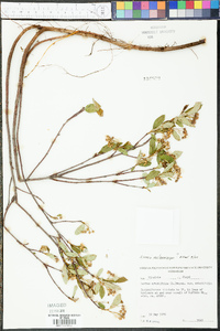 Aronia melanocarpa image