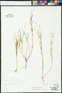 Oenothera linifolia image