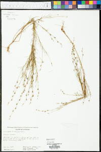 Oenothera linifolia image