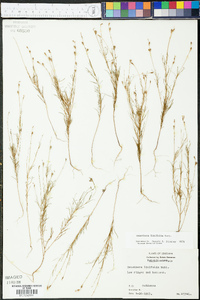 Oenothera linifolia image