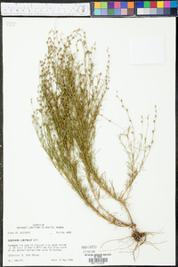 Oenothera linifolia image