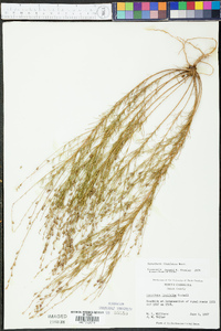 Oenothera linifolia image