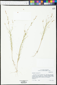 Oenothera linifolia image