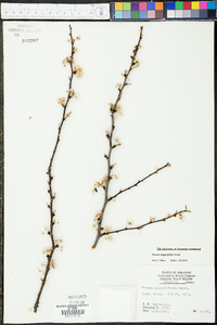 Prunus angustifolia image