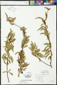 Prunus angustifolia image