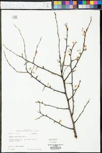 Prunus mexicana image