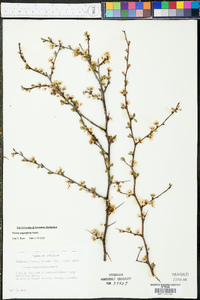 Prunus angustifolia image