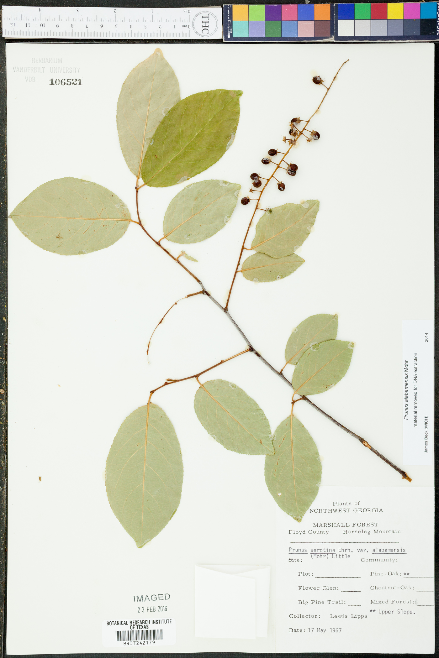 Prunus alabamensis image