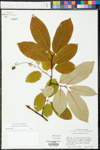 Prunus alabamensis image