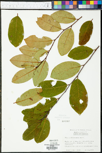 Prunus alabamensis image