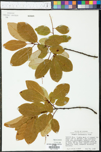 Prunus alabamensis image