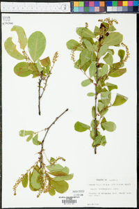 Prunus alabamensis image