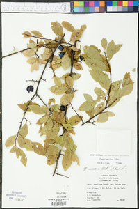 Prunus umbellata image