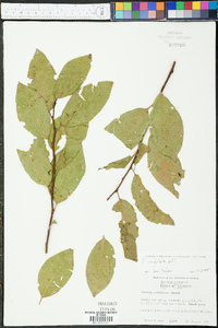 Prunus umbellata image