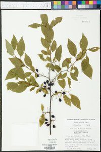 Prunus umbellata image