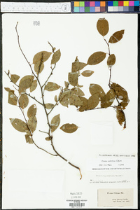 Prunus umbellata image