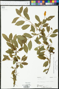 Prunus umbellata image