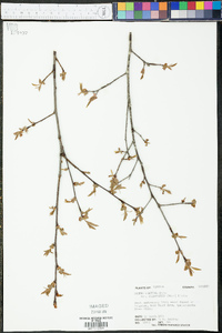 Prunus serotina var. alabamensis image