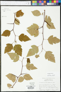 Crataegus viridis image