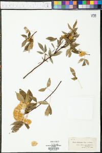 Ptelea trifoliata subsp. trifoliata image