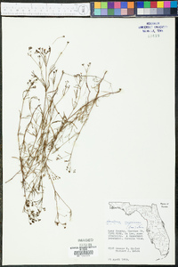 Stenaria nigricans var. nigricans image