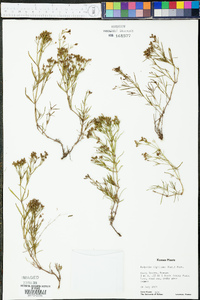 Stenaria nigricans var. nigricans image