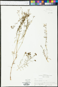 Stenaria nigricans image