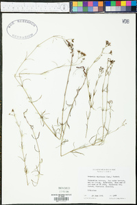 Stenaria nigricans var. nigricans image