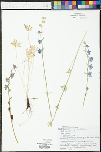 Delphinium carolinianum image