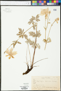 Aquilegia coerulea image