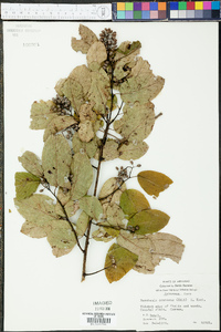 Berchemia scandens image